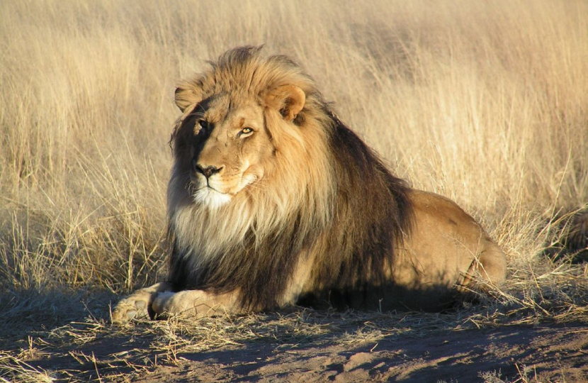 Pictured: A Lion in Namibia